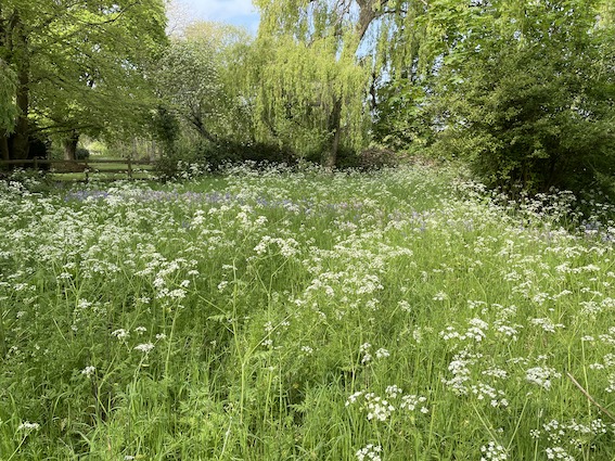cow parsley